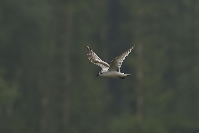 31.jpg - Dwergmeeuw: 1e winter/zomer (Little Gull, Larus minutus). Donkmeer, Berlare. 26/05/2007. Copyright: Joris Everaert. Nikon D70, Nikon AF-S ED 300mm f4