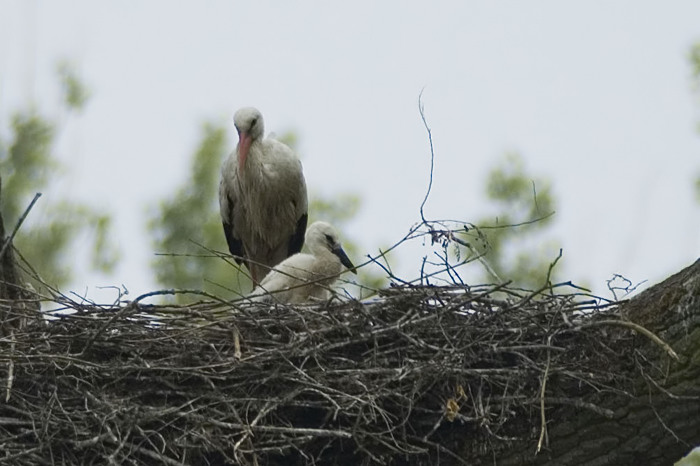 33.jpg - Ooievaar (White Stork, Ciconia ciconia). Donkmeer, Berlare. 11/06/2007. Copyright: Joris Everaert. Nikon D70, Nikon AF-S ED 300mm f4 + 1.4 teleconverter