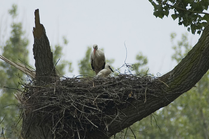 34.jpg - Ooievaar (White Stork, Ciconia ciconia). Donkmeer, Berlare. 11/06/2007. Copyright: Joris Everaert. Nikon D70, Nikon AF-S ED 300mm f4 + 1.4 teleconverter