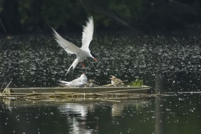35.jpg - Visdief (Common Tern, Sterna hirundo). Donkmeer, Berlare. 11/06/2007. Copyright: Joris Everaert. Nikon D70, Nikon AF-S ED 300mm f4 + 1.4 teleconverter