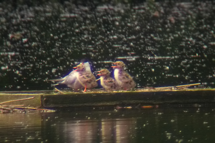 36.jpg - Visdief (Common Tern, Sterna hirundo). Donkmeer, Berlare. 11/06/2007. Copyright: Joris Everaert. Nikon Coolpix 4500, Optolyth TBS-80 30x (digiscopie)