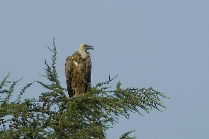 37.jpg - Vale Gier (Griffon Vulture, Gyps fulcus). Sinaai, Sint-Niklaas. 19/06/2007. Copyright: Joris Everaert. Nikon D70, Nikon AF-S ED 300mm f4 + 1.4 teleconverter