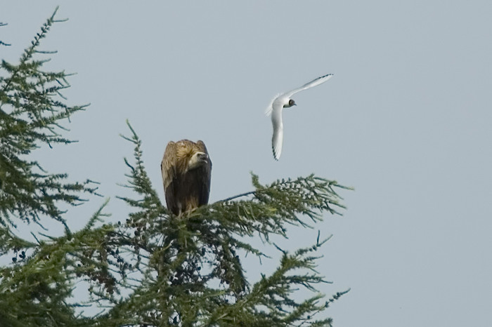 38.jpg - Vale Gier (Griffon Vulture, Gyps fulcus). Sinaai, Sint-Niklaas. 19/06/2007. Copyright: Joris Everaert. Nikon D70, Nikon AF-S ED 300mm f4 + 1.4 teleconverter