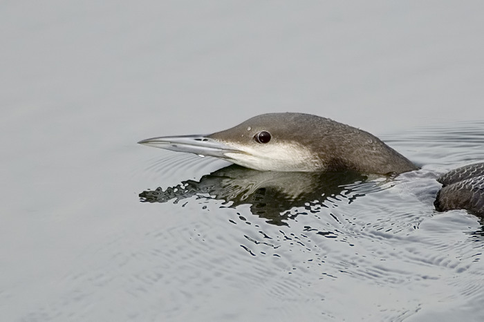 4.jpg - Parelduiker (Black-throated Diver, Gavia arctica). Nijverheidsdok, haven Brugge. 20/02/2007. Copyright: Joris Everaert. Nikon D70, Nikon AF-S ED 300mm f4 + 1.4 teleconverter