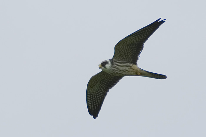 43.jpg - juv. Roodpootvalk (Red-footed Falcon, Falco vespertinus). Kalkense meersen, Laarne. 09/09/2007. Copyright: Joris Everaert. Nikon D70, Nikon AF-S ED 300mm f4 + 1.4 teleconverter