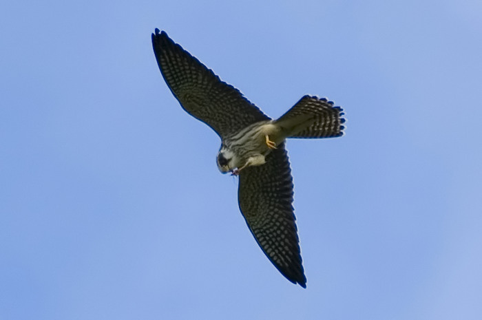 44.jpg - juv. Roodpootvalk (Red-footed Falcon, Falco vespertinus). Kalkense meersen, Laarne. 09/09/2007. Copyright: Joris Everaert. Nikon D70, Nikon AF-S ED 300mm f4 + 1.4 teleconverter