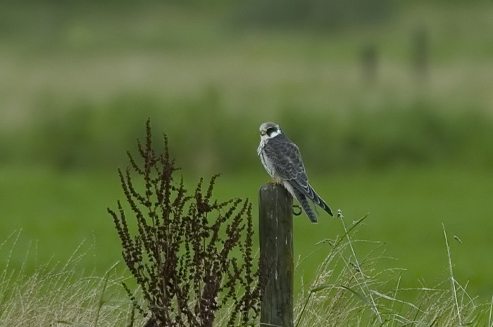 46.jpg - juv. Roodpootvalk (Red-footed Falcon, Falco vespertinus). Kalkense meersen, Laarne. 09/09/2007. Copyright: Joris Everaert. Nikon D70, Nikon AF-S ED 300mm f4 + 1.4 teleconverter