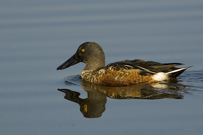 47.jpg - Slobeend (Northern Shoveler, Anas clypeata). Molsbroek, Lokeren. 13/10/2007. Copyright: Joris Everaert. Nikon D70, Sigma APO 500mm f4.5 EX DG HSM + Nikon 1.4 teleconverter