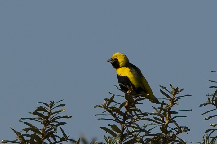 48.jpg - Napoleonwever (Yellow-crowned Bishop, Euplectus afer). Escape. Knokke-Heist. 14/10/2007. Copyright: Joris Everaert. Nikon D70, Sigma APO 500mm f4.5 EX DG HSM