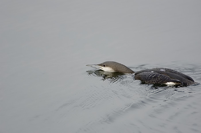 5.jpg - Parelduiker (Black-throated Diver, Gavia arctica). Nijverheidsdok, haven Brugge. 20/02/2007. Copyright: Joris Everaert. Nikon D70, Nikon AF-S ED 300mm f4 + 1.4 teleconverter