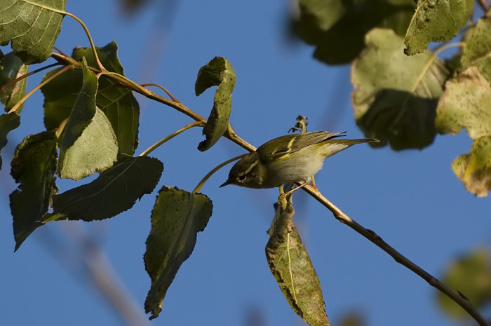 50.jpg - Bladkoning (Yellow-browed Warbler, Phylloscopus inornatus). Knokke-Heist. 14/10/2007. Copyright: Joris Everaert. Nikon D70, Sigma APO 500mm f4.5 EX DG HSM
