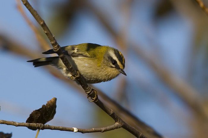 51.jpg - Vuurgoudhaan (Firecrest, Regulus ignicapillus). Knokke-Heist. 14/10/2007. Copyright: Joris Everaert. Nikon D70, Sigma APO 500mm f4.5 EX DG HSM