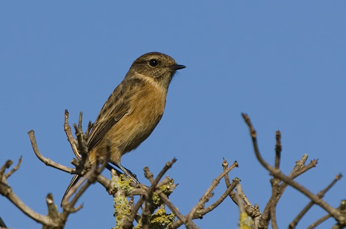 52.jpg - Roodborsttapuit (Common Stonechat, Saxicola torquata). Zeebrugge. 14/10/2007. Copyright: Joris Everaert. Nikon D70, Sigma APO 500mm f4.5 EX DG HSM