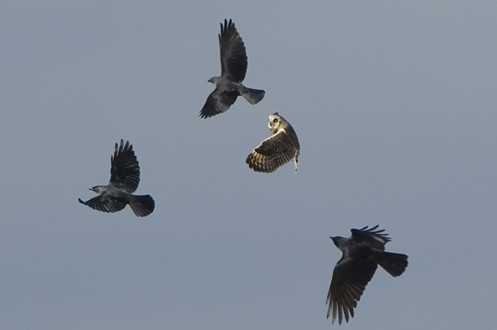 53.jpg - Velduil (Short-eared Owl, Asio flammeus). Gentse Kanaalzone. 19/10/2007. Copyright: Joris Everaert. Nikon D70, Sigma APO 500mm f4.5 EX DG HSM