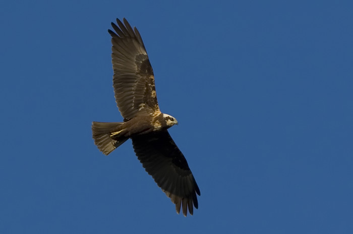 56.jpg - Bruine Kiekendief (Marsh Harrier, Circus aeruginosus). Molsbroek, Lokeren. 20/10/2007. Copyright: Joris Everaert. Nikon D70, Sigma APO 500mm f4.5 EX DG HSM