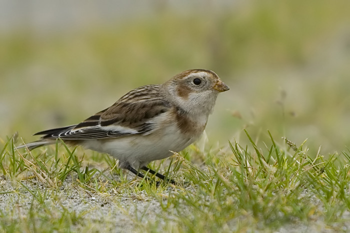 57.jpg - Sneeuwgors (Snow Bunting, Plectrophenax nivalis). Voorhaven, Zeebrugge. 01/11/2007. Copyright: Joris Everaert. Nikon D70, Sigma APO 500mm f4.5 EX DG HSM