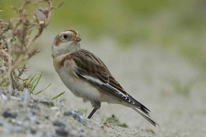 58.jpg - Sneeuwgors (Snow Bunting, Plectrophenax nivalis). Voorhaven, Zeebrugge. 01/11/2007. Copyright: Joris Everaert. Nikon D70, Sigma APO 500mm f4.5 EX DG HSM