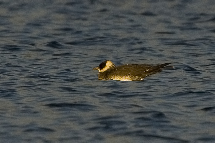 59.jpg - Middelste Jager (Pomarine Skua, Stercorarius pomarinus). Nieuwdonk, Berlare. 11/11/2007. Copyright: Joris Everaert. Nikon D70, Sigma APO 500mm f4.5 EX DG HSM + Nikon 1.4 teleconverter