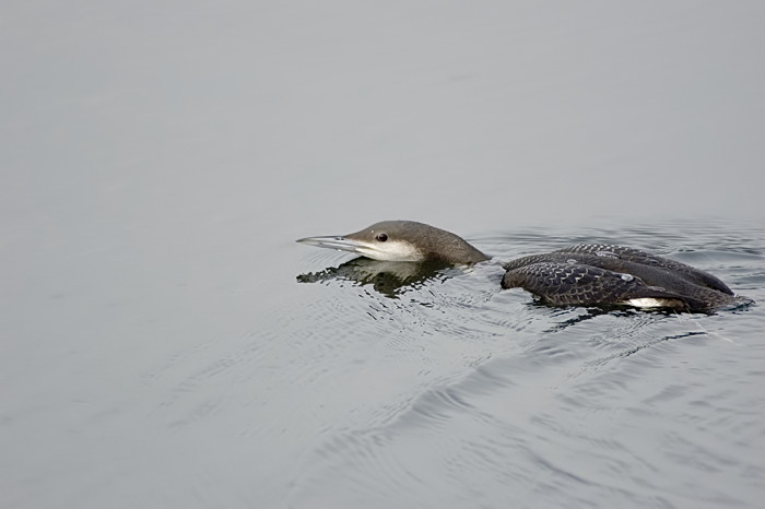 6.jpg - Parelduiker (Black-throated Diver, Gavia arctica). Nijverheidsdok, haven Brugge. 20/02/2007. Copyright: Joris Everaert. Nikon D70, Nikon AF-S ED 300mm f4 + 1.4 teleconverter