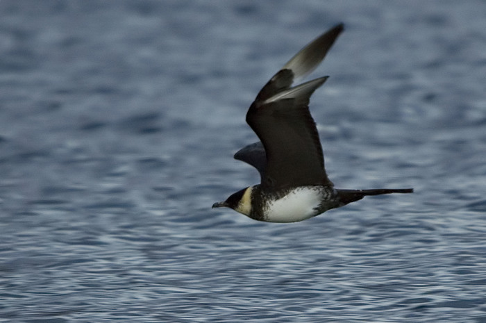 60.jpg - Middelste Jager (Pomarine Skua, Stercorarius pomarinus). Nieuwdonk, Berlare. 11/11/2007. Copyright: Joris Everaert. Nikon D70, Sigma APO 500mm f4.5 EX DG HSM