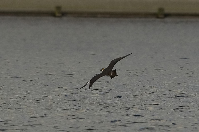 61.jpg - Middelste Jager (Pomarine Skua, Stercorarius pomarinus). Nieuwdonk, Berlare. 11/11/2007. Copyright: Joris Everaert. Nikon D70, Sigma APO 500mm f4.5 EX DG HSM + Nikon 1.4 teleconverter