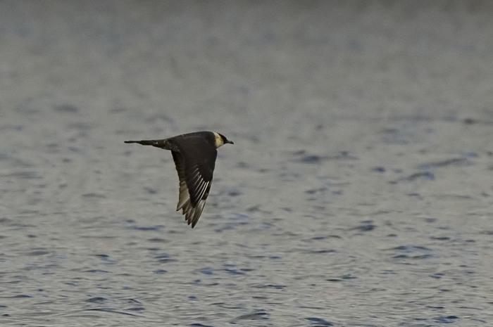 62.jpg - Middelste Jager (Pomarine Skua, Stercorarius pomarinus). Nieuwdonk, Berlare. 11/11/2007. Copyright: Joris Everaert. Nikon D70, Sigma APO 500mm f4.5 EX DG HSM + Nikon 1.4 teleconverter