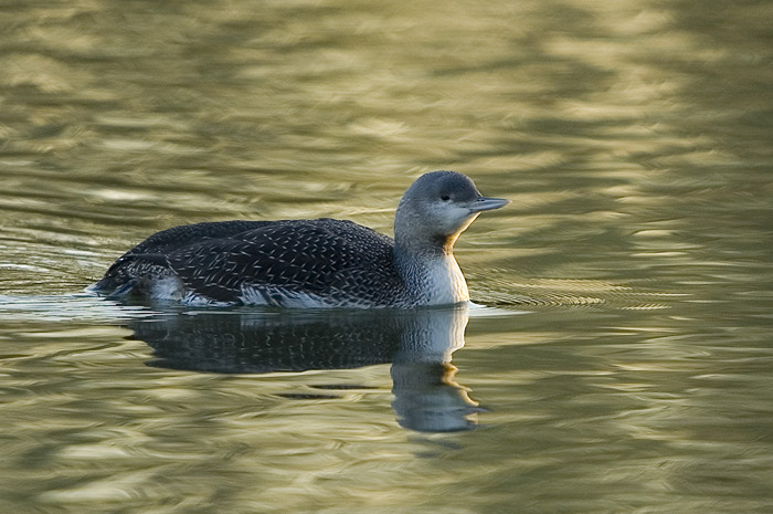 63.jpg - Roodkeelduiker (Red-throated Diver, Gavia stellata). Hamputten, Waasmunster. 15/11/2007. Copyright: Joris Everaert. Nikon D70, Sigma APO 500mm f4.5 EX DG HSM