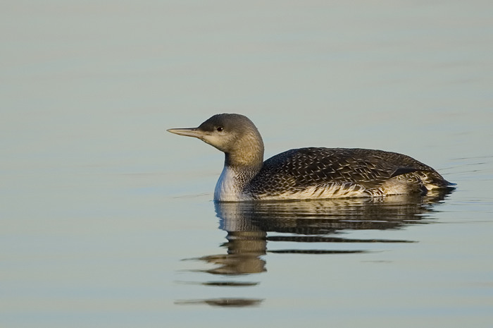 64.jpg - Roodkeelduiker (Red-throated Diver, Gavia stellata). Hamputten, Waasmunster. 15/11/2007. Copyright: Joris Everaert. Nikon D70, Sigma APO 500mm f4.5 EX DG HSM