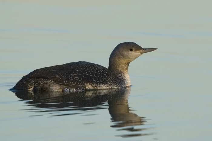 65.jpg - Roodkeelduiker (Red-throated Diver, Gavia stellata). Hamputten, Waasmunster. 15/11/2007. Copyright: Joris Everaert. Nikon D70, Sigma APO 500mm f4.5 EX DG HSM