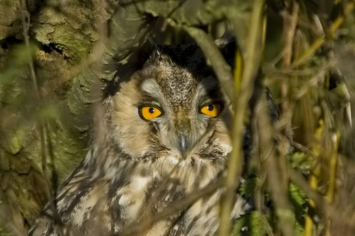 66.jpg - Ransuil (Long-eared Owl, Asio otus). Molsbroek, Lokeren. 15/11/2007. Copyright: Joris Everaert. Nikon D70, Sigma APO 500mm f4.5 EX DG HSM + Nikon 1.4 teleconverter