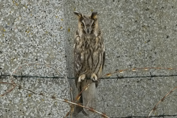 67.jpg - Ransuil (Long-eared Owl, Asio otus). Voorhaven, Zeebrugge. 16/11/2007. Copyright: Joris Everaert. Nikon D70, Sigma APO 500mm f4.5 EX DG HSM