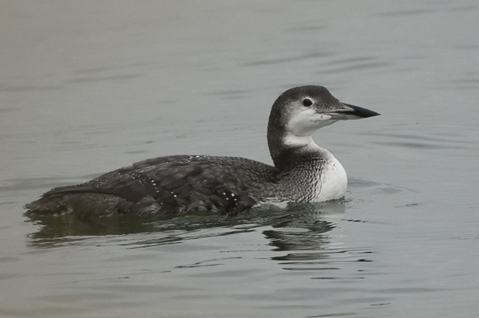 68.jpg - IJsduiker (Great Northern Diver, Gavia immer). Achterhaven, Zeebrugge. 16/11/2007. Copyright: Joris Everaert. Nikon D70, Sigma APO 500mm f4.5 EX DG HSM