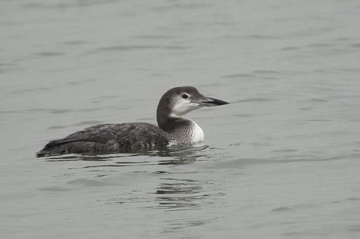 69.jpg - IJsduiker (Great Northern Diver, Gavia immer). Achterhaven, Zeebrugge. 16/11/2007. Copyright: Joris Everaert. Nikon D70, Sigma APO 500mm f4.5 EX DG HSM