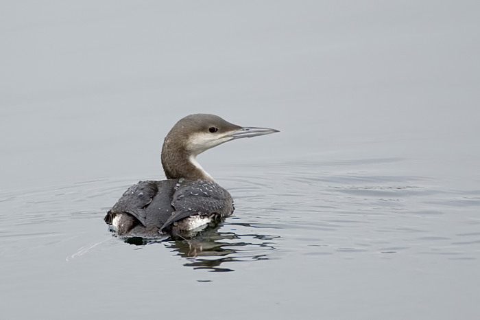7.jpg - Parelduiker (Black-throated Diver, Gavia arctica). Nijverheidsdok, haven Brugge. 20/02/2007. Copyright: Joris Everaert. Nikon D70, Nikon AF-S ED 300mm f4 + 1.4 teleconverter