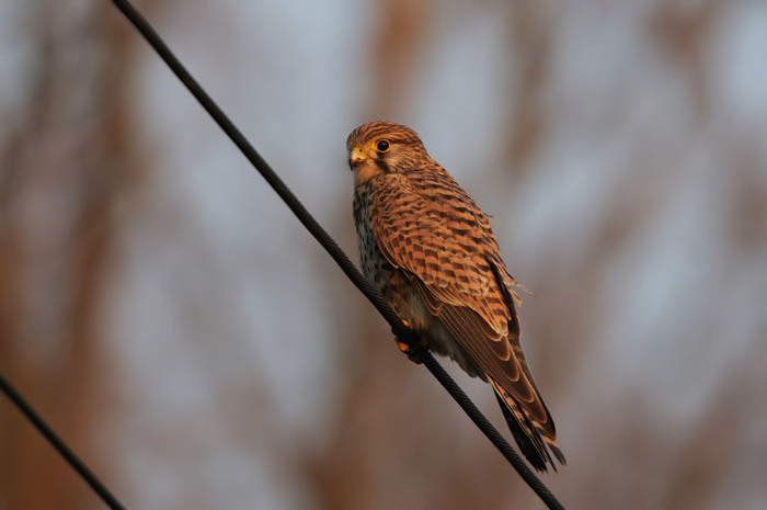 70.jpg - Torenvalk (Common Kestrel, Falco tinnunculus). Linkeroever, Beveren. 15/12/2007. Copyright: Joris Everaert. Nikon D300, Sigma APO 500mm f4.5 EX DG HSM