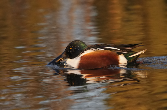 71.jpg - Slobeend (Northern Shoveler, Anas clypeata). Linkeroever, Beveren. 15/12/2007. Copyright: Joris Everaert. Nikon D300, Sigma APO 500mm f4.5 EX DG HSM