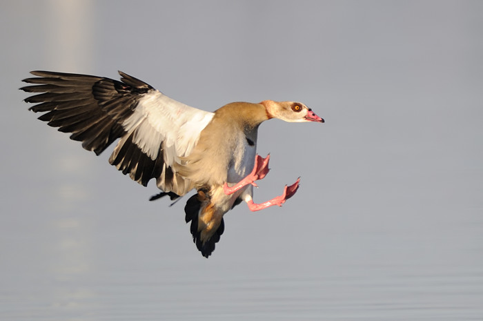 72.jpg - Nijlgans (Egyptian Goose, Alopochen aegyptiacus). Donkmeer, Berlare. 16/12/2007. Copyright: Joris Everaert. Nikon D300, Sigma APO 500mm f4.5 EX DG HSM
