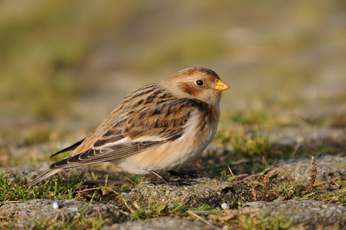 73.jpg - Sneeuwgors (Snow Bunting, Plectrophenax nivalis). Oesterdam, Zeeland (NL). 17/12/2007. Copyright: Joris Everaert. Nikon D300, Sigma APO 500mm f4.5 EX DG HSM