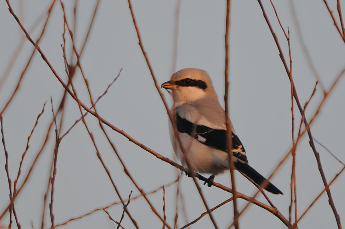 74.jpg - Klapekster (Great Grey Shrike, Lanius excubitor). Verrebroek, Linkeroever. 17/12/2007. Copyright: Joris Everaert. Nikon D300, Sigma APO 500mm f4.5 EX DG HSM + Nikon 1.4 teleconverter