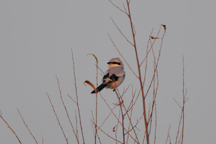 75.jpg - Klapekster (Great Grey Shrike, Lanius excubitor). Verrebroek, Linkeroever. 17/12/2007. Copyright: Joris Everaert. Nikon D300, Sigma APO 500mm f4.5 EX DG HSM + Nikon 1.4 teleconverter