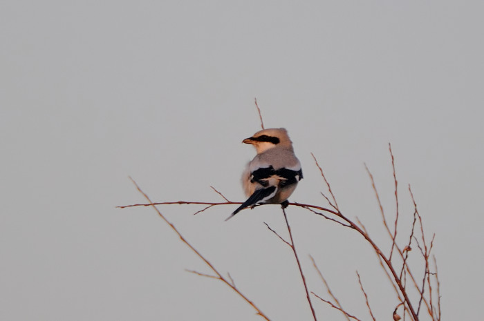 76.jpg - Klapekster (Great Grey Shrike, Lanius excubitor). Verrebroek, Linkeroever. 17/12/2007. Copyright: Joris Everaert. Nikon D300, Sigma APO 500mm f4.5 EX DG HSM + Nikon 1.4 teleconverter