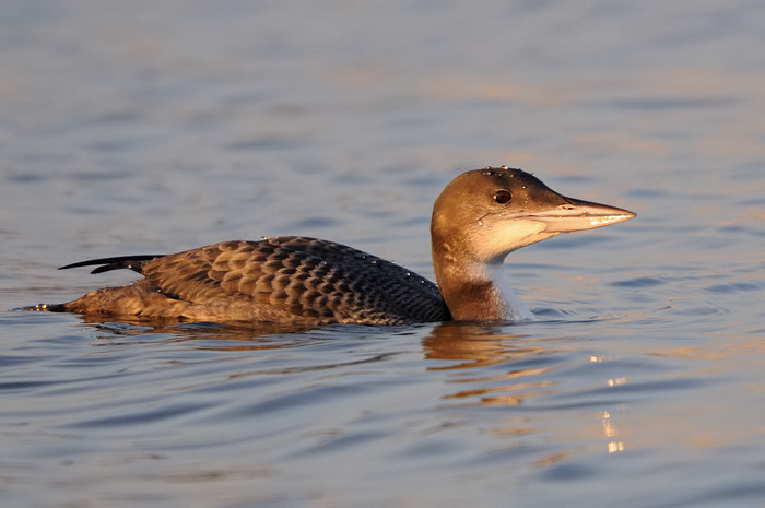 77.jpg - IJsduiker (Great Northern Diver, Gavia immer). Achterhaven, Zeebrugge. 19/12/2007. Copyright: Joris Everaert. Nikon D300, Sigma APO 500mm f4.5 EX DG HSM