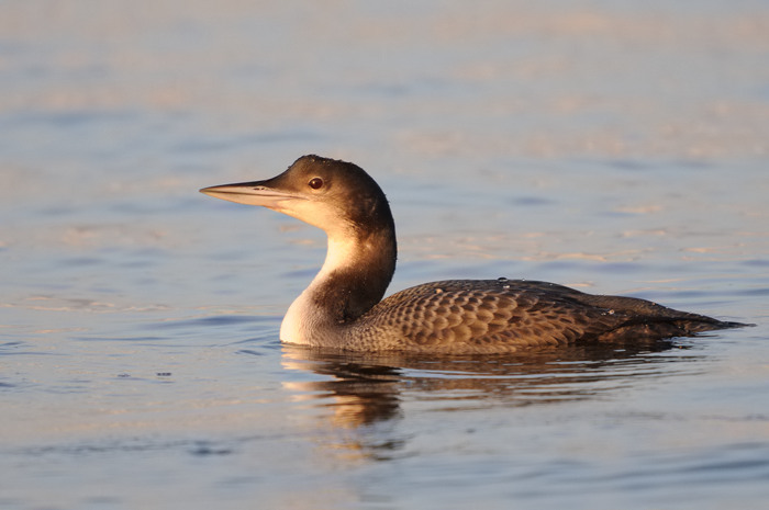 78.jpg - IJsduiker (Great Northern Diver, Gavia immer). Achterhaven, Zeebrugge. 19/12/2007. Copyright: Joris Everaert. Nikon D300, Sigma APO 500mm f4.5 EX DG HSM