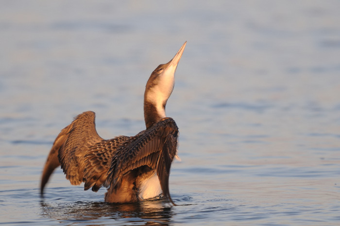 79.jpg - IJsduiker (Great Northern Diver, Gavia immer). Achterhaven, Zeebrugge. 19/12/2007. Copyright: Joris Everaert. Nikon D300, Sigma APO 500mm f4.5 EX DG HSM