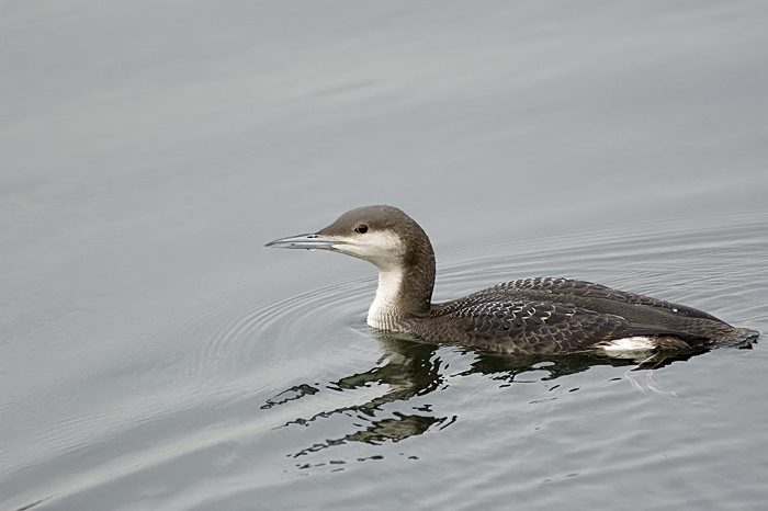 8.jpg - Parelduiker (Black-throated Diver, Gavia arctica). Nijverheidsdok, haven Brugge. 20/02/2007. Copyright: Joris Everaert. Nikon D70, Nikon AF-S ED 300mm f4 + 1.4 teleconverter