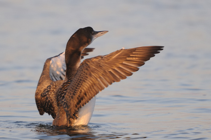 80.jpg - IJsduiker (Great Northern Diver, Gavia immer). Achterhaven, Zeebrugge. 19/12/2007. Copyright: Joris Everaert. Nikon D300, Sigma APO 500mm f4.5 EX DG HSM