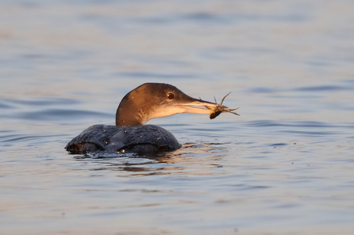 81.jpg - IJsduiker (Great Northern Diver, Gavia immer). Achterhaven, Zeebrugge. 19/12/2007. Copyright: Joris Everaert. Nikon D300, Sigma APO 500mm f4.5 EX DG HSM