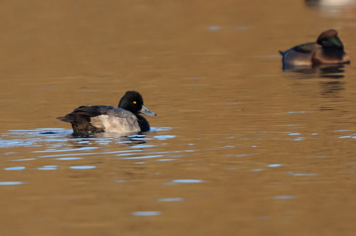 82.jpg - Kleine Topper (Lesser Scaup, Aythya affinis). De Gavers, Harelbeke. 22/12/2007. Copyright: Joris Everaert. Nikon D300, Sigma APO 500mm f4.5 EX DG HSM + Nikon 1.4 teleconverter