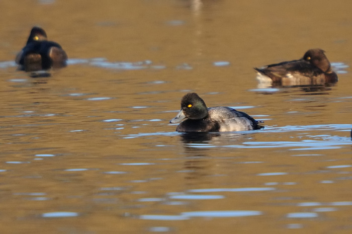 83.jpg - Kleine Topper (Lesser Scaup, Aythya affinis). De Gavers, Harelbeke. 22/12/2007. Copyright: Joris Everaert. Nikon D300, Sigma APO 500mm f4.5 EX DG HSM + Nikon 1.4 teleconverter