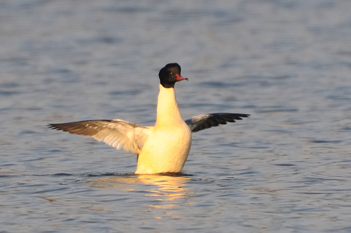 84.jpg - Grote Zaagbek (Goosander, Mergus merganser). Hamputten, Waasmunster. 24/12/2007. Copyright: Joris Everaert. Nikon D300, Sigma APO 500mm f4.5 EX DG HSM